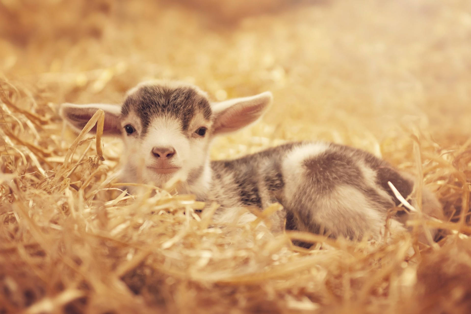 Cute Baby Goat Kid Looking At Camera Wallpaper