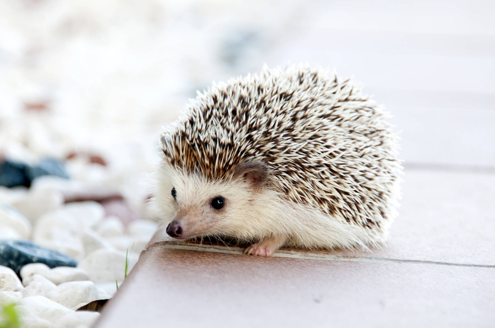 Cute Baby Hedgehog