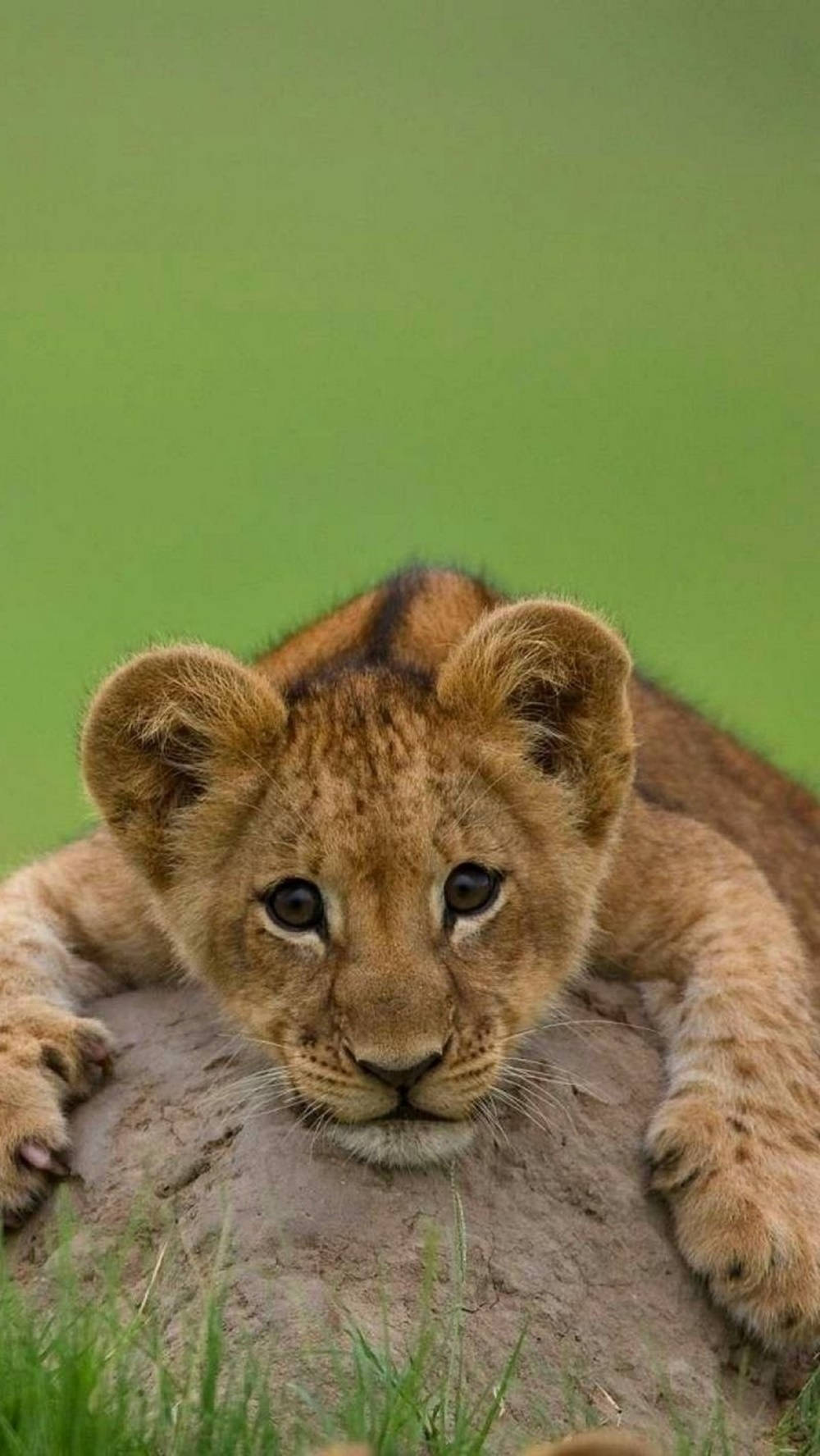 Cute Baby Lion iPhone Wallpaper