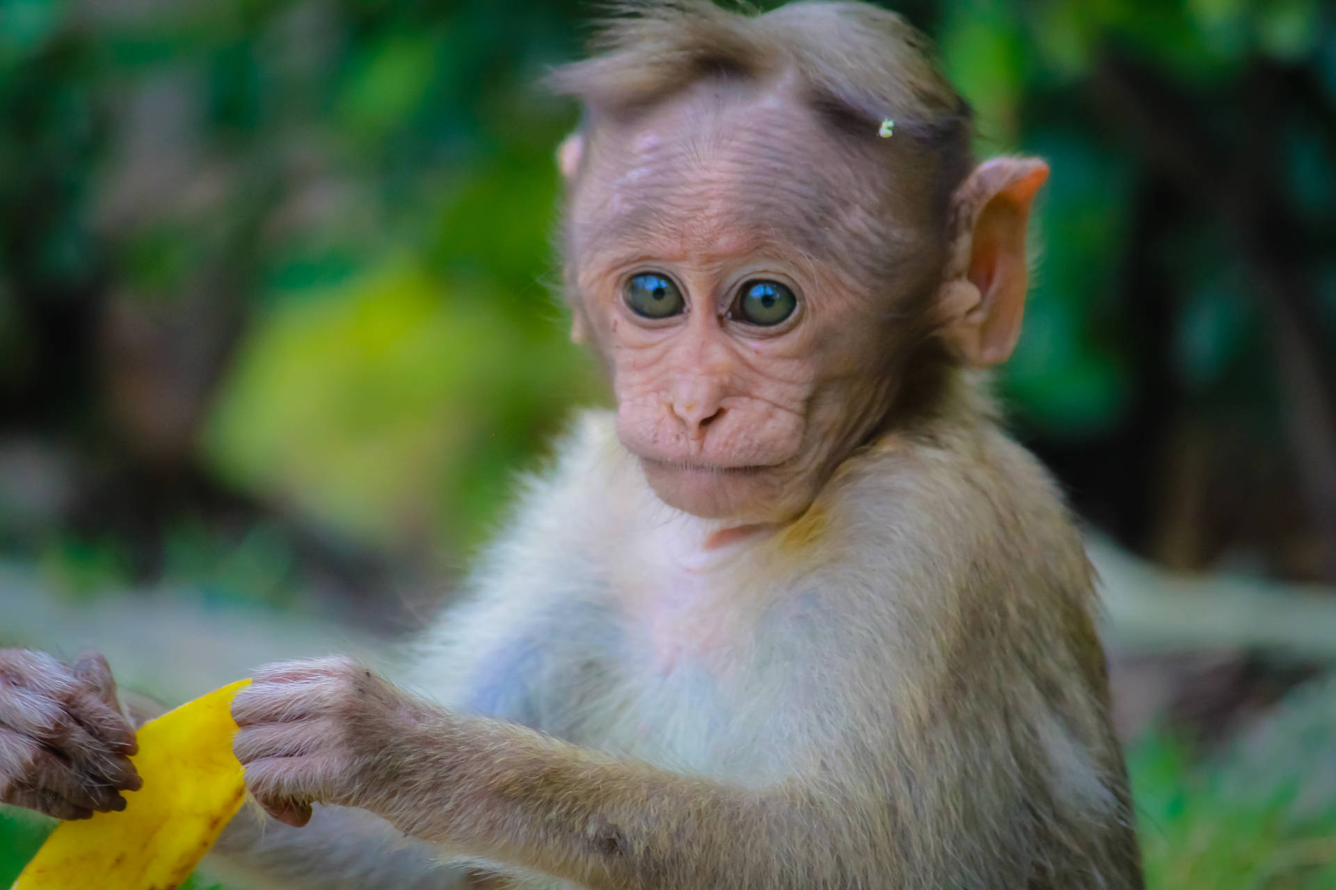 A Cute Baby Monkey in a Jungle Wallpaper