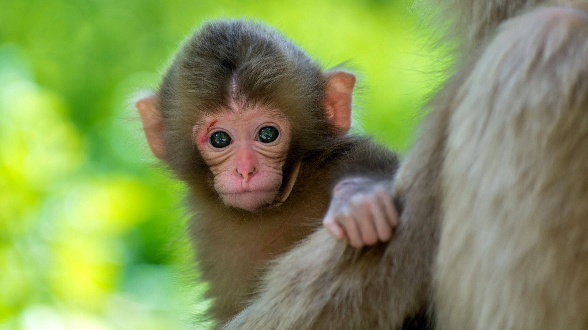 Download Cute Baby Monkey Animal Wallpaper 