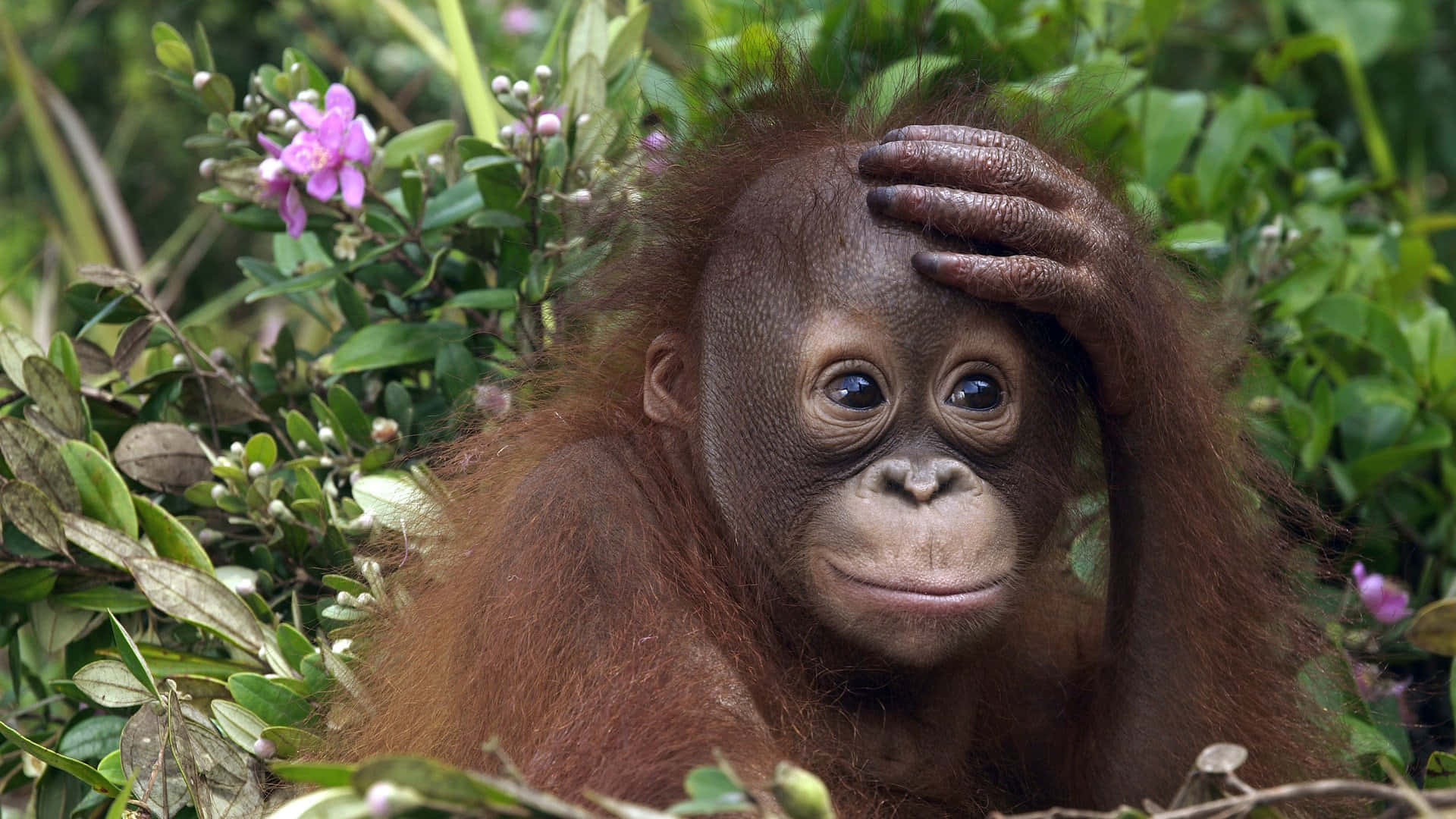 Cute Baby Orangutan In Forest Wallpaper