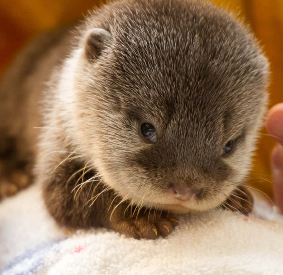 Sød Billede Wallpaper af Baby Otter