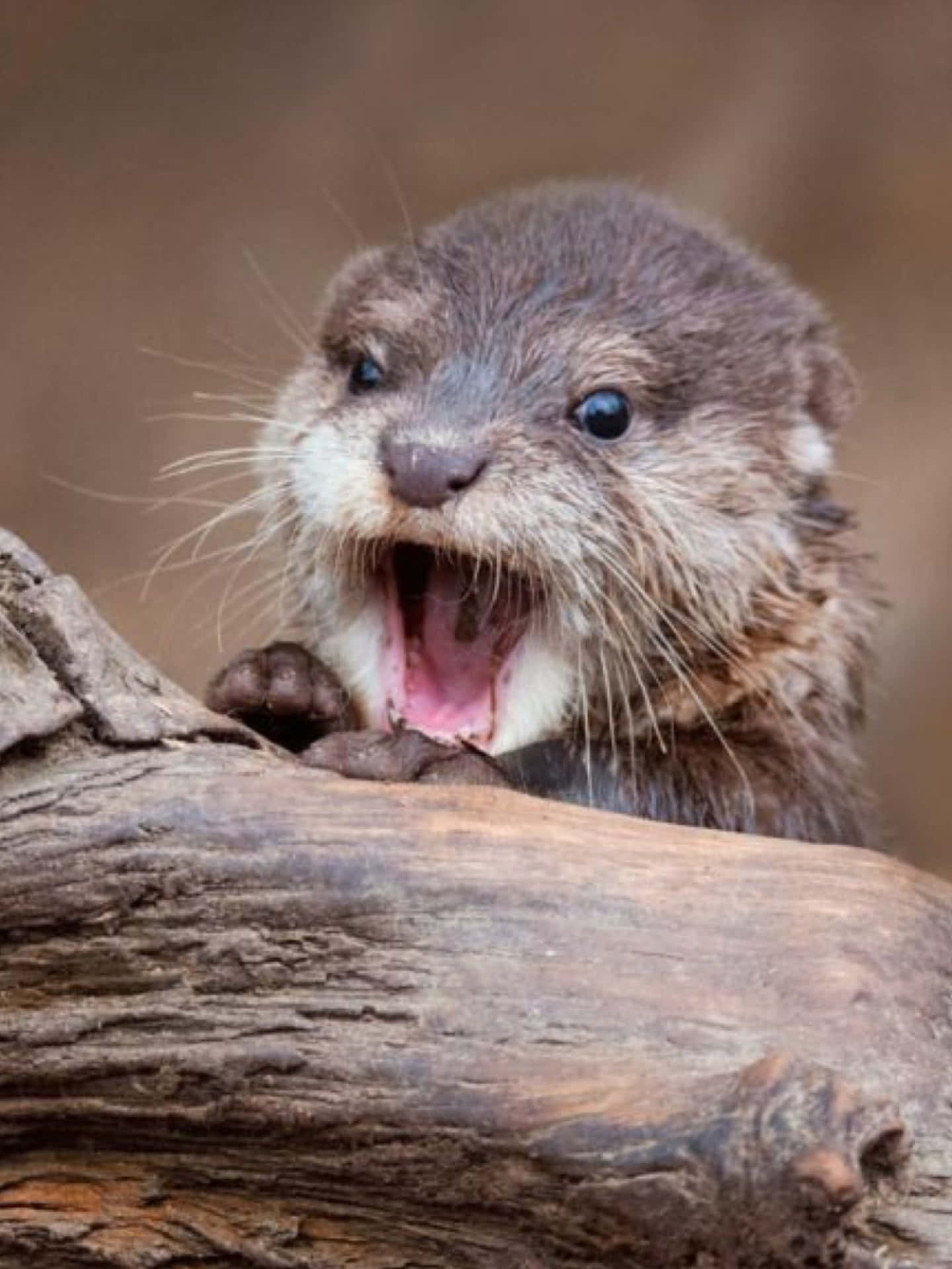 Adorable Baby Otter Expressing Its Joy