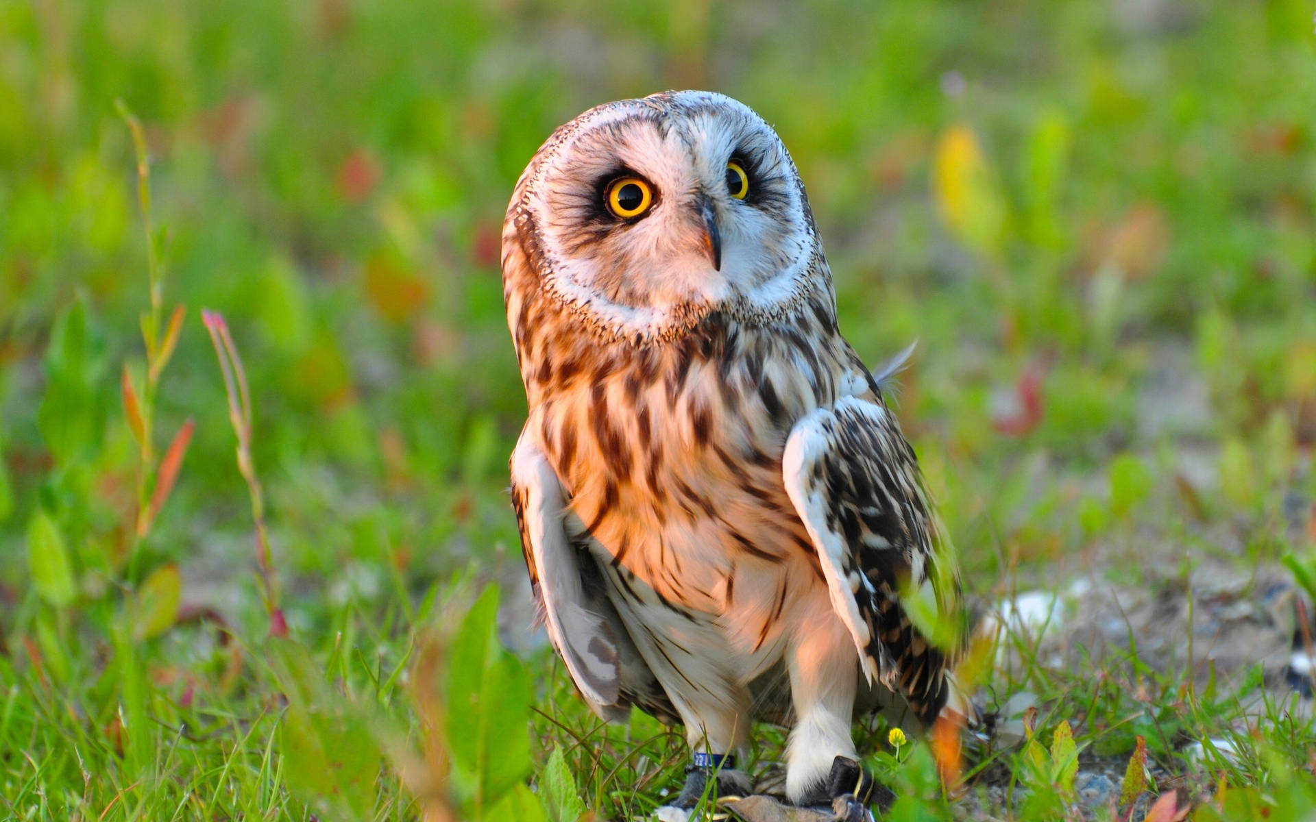 A small and adorable baby owl sits in its natural habitat. Wallpaper