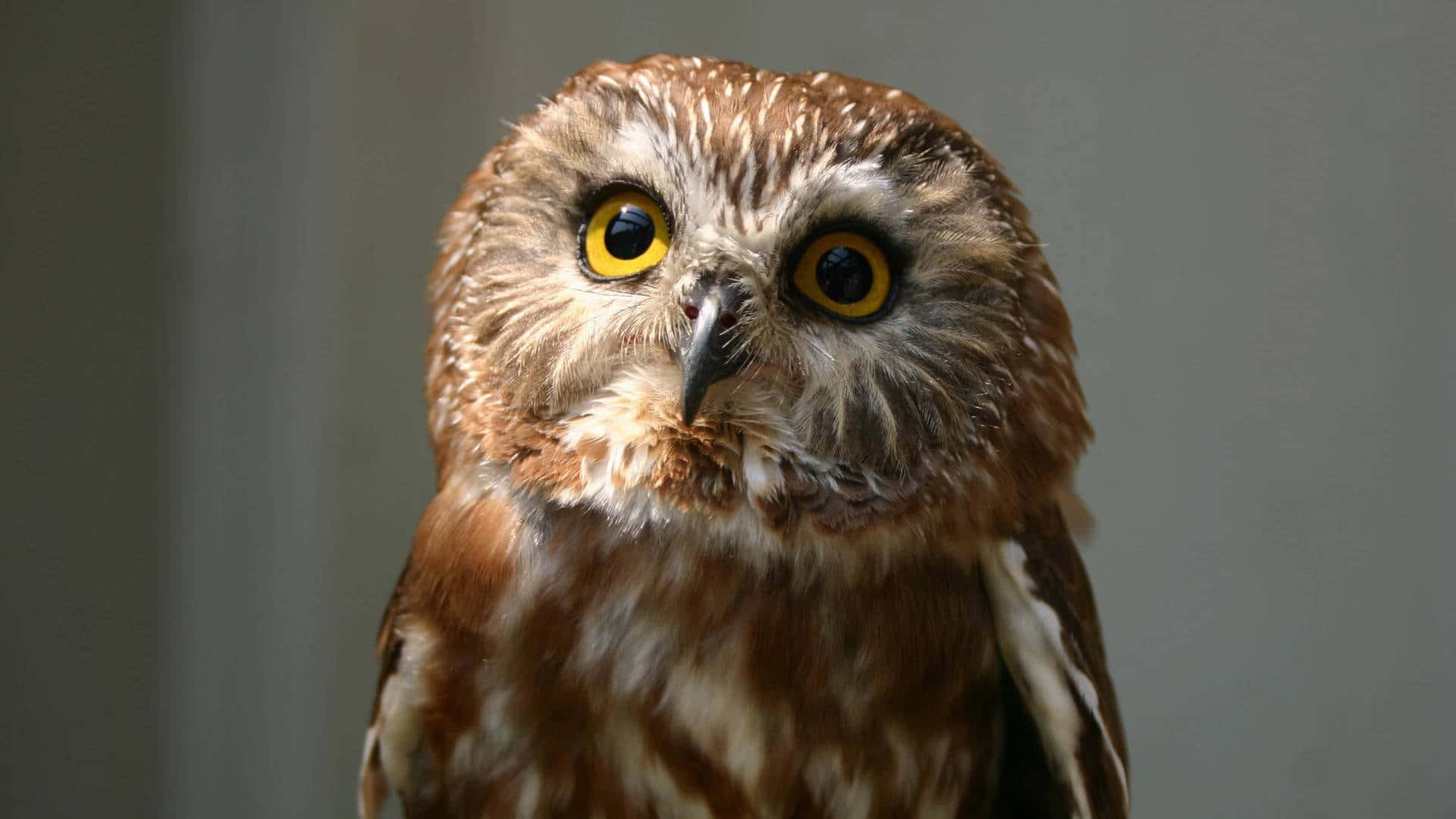 Cute Baby Owl Perching On A Branch