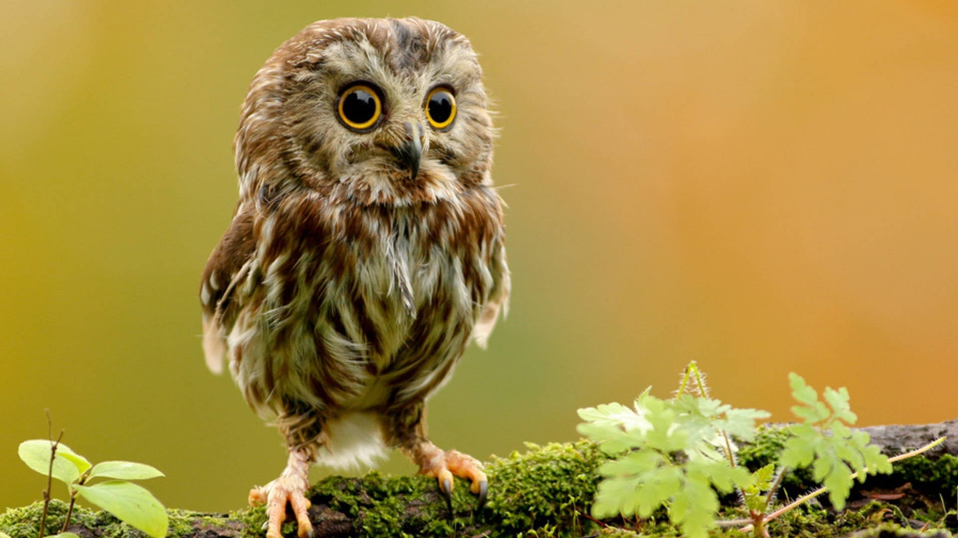 Cute Baby Owl