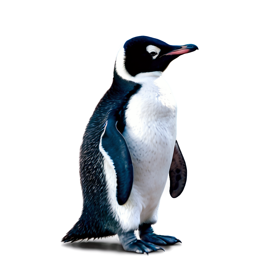 Download Cute Baby Penguin Png Jby | Wallpapers.com