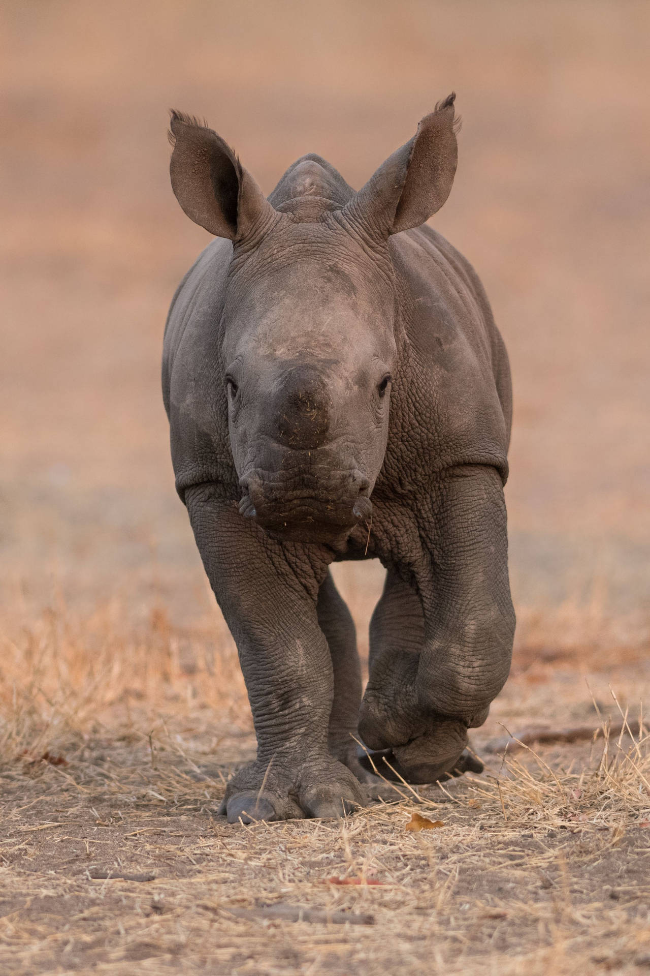 Cute Baby Rhinoceros Wallpaper