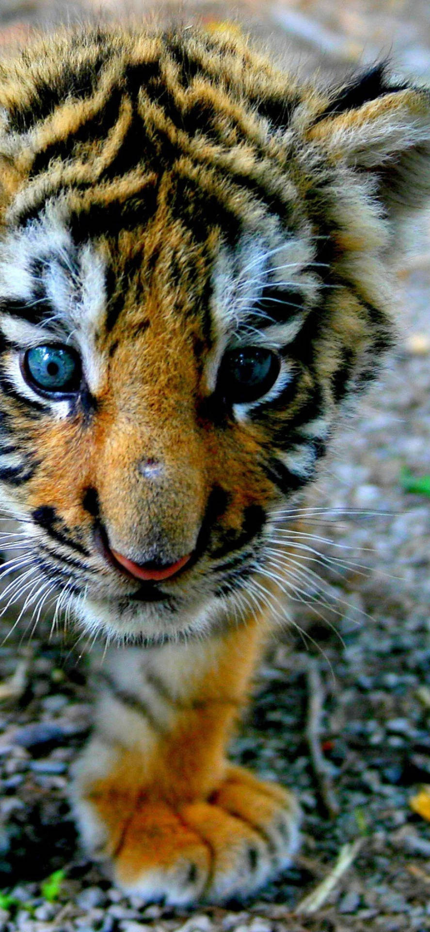 Baby tiger wallpaper by Castropee - Download on ZEDGE™ | 3505