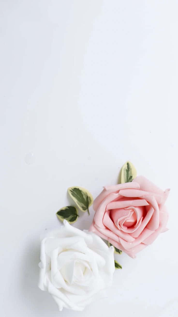 Cute Pink And White Roses On White Background