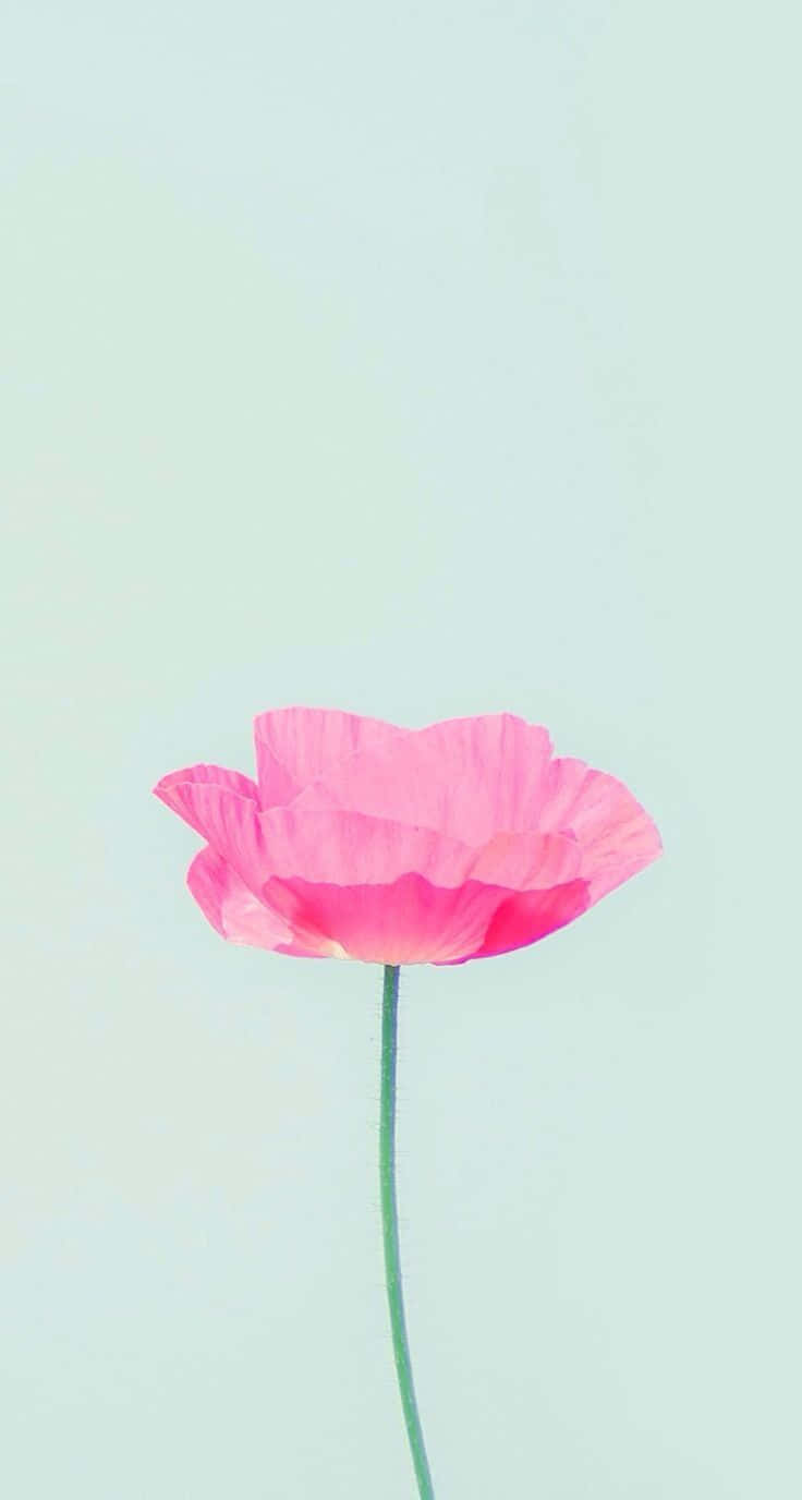 Cute Pink Flower On Light Green Background