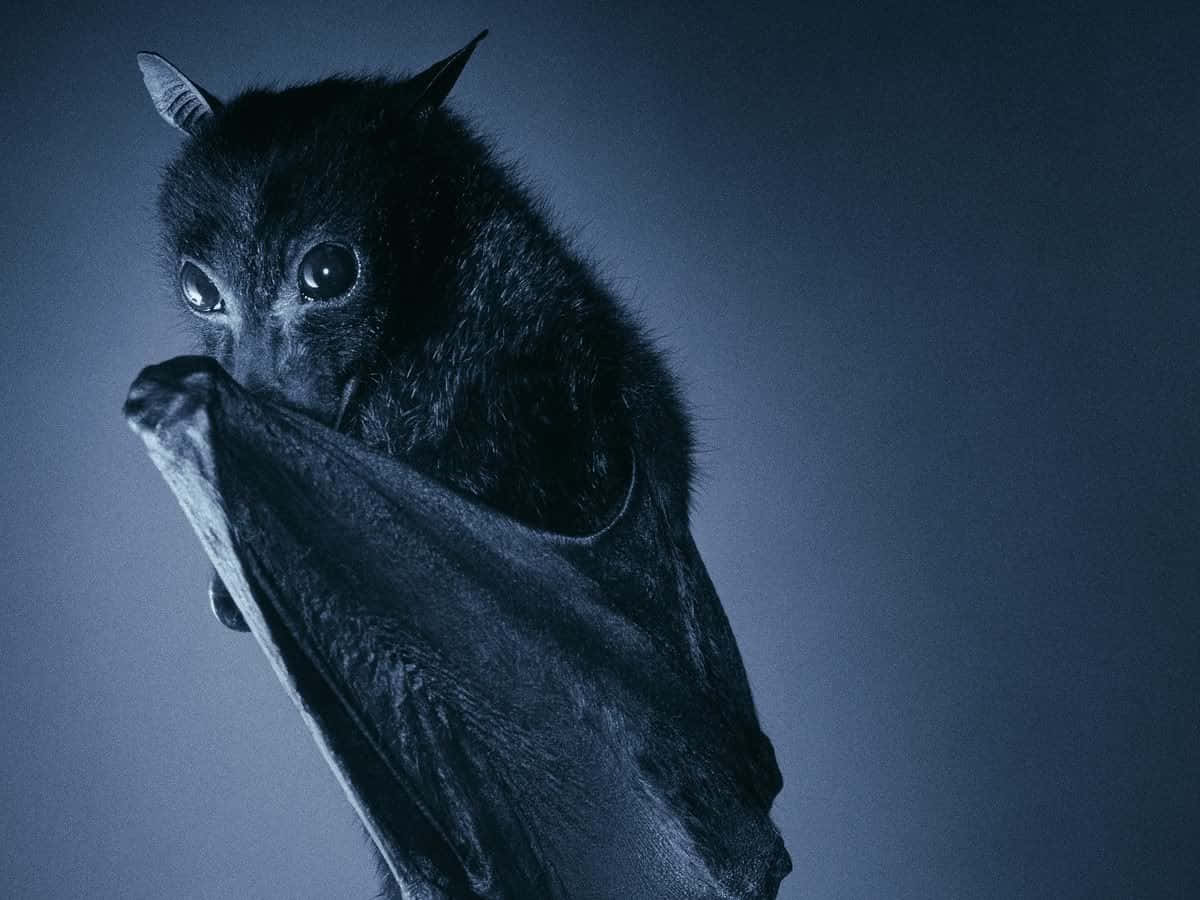 Cute Mysterious Bat Pictures
