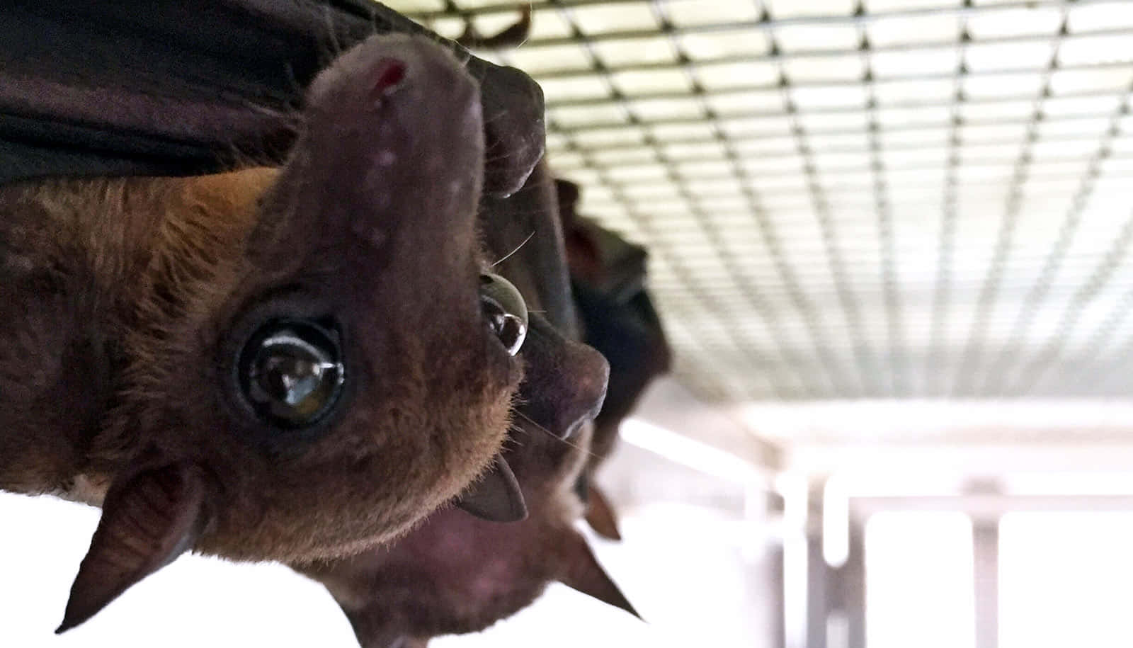 Cute Bats Pictures