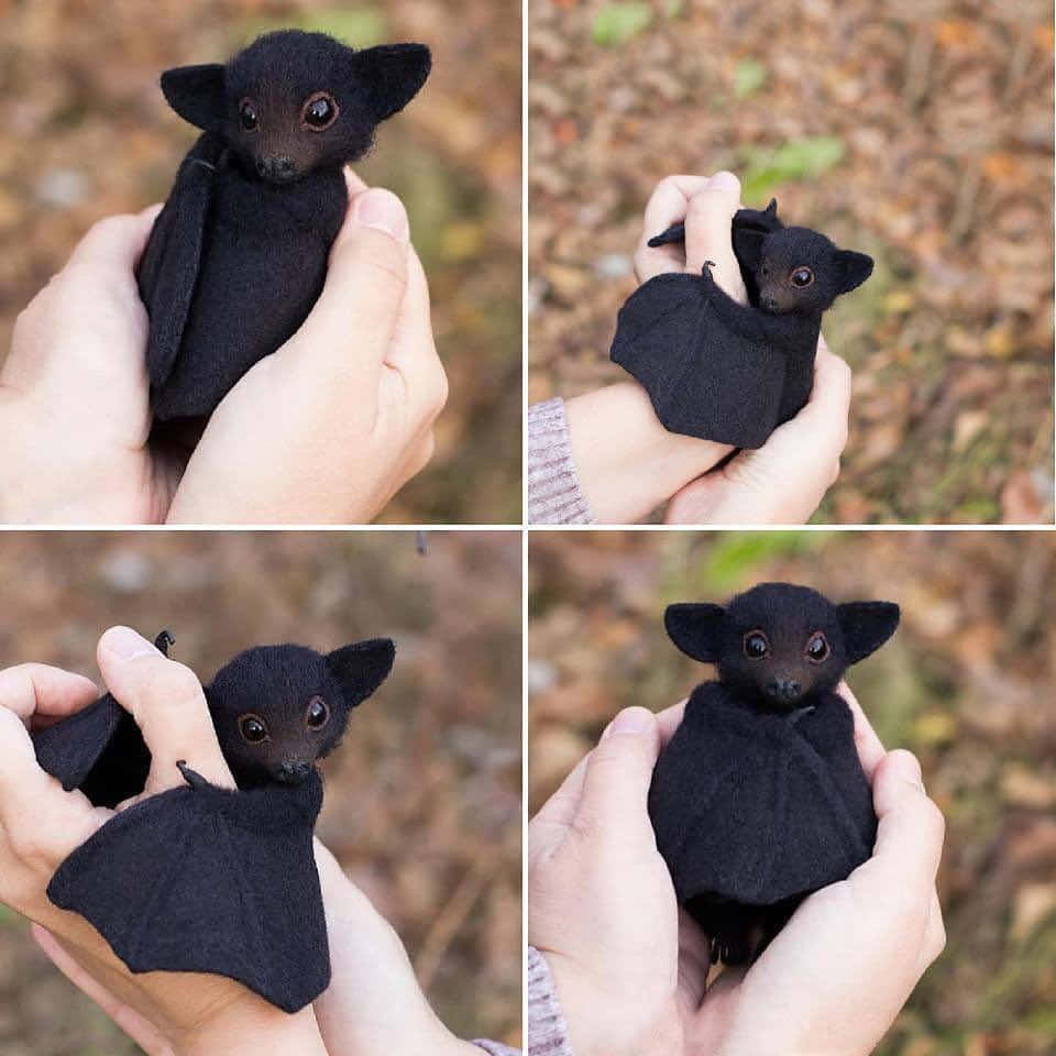 Cute Bat Collage Pictures