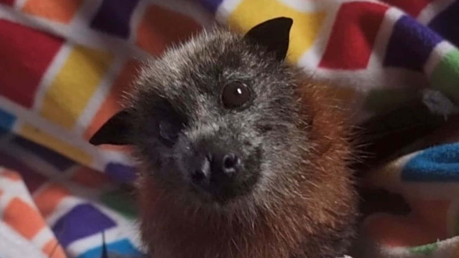 Cute Bat Closeup Pictures