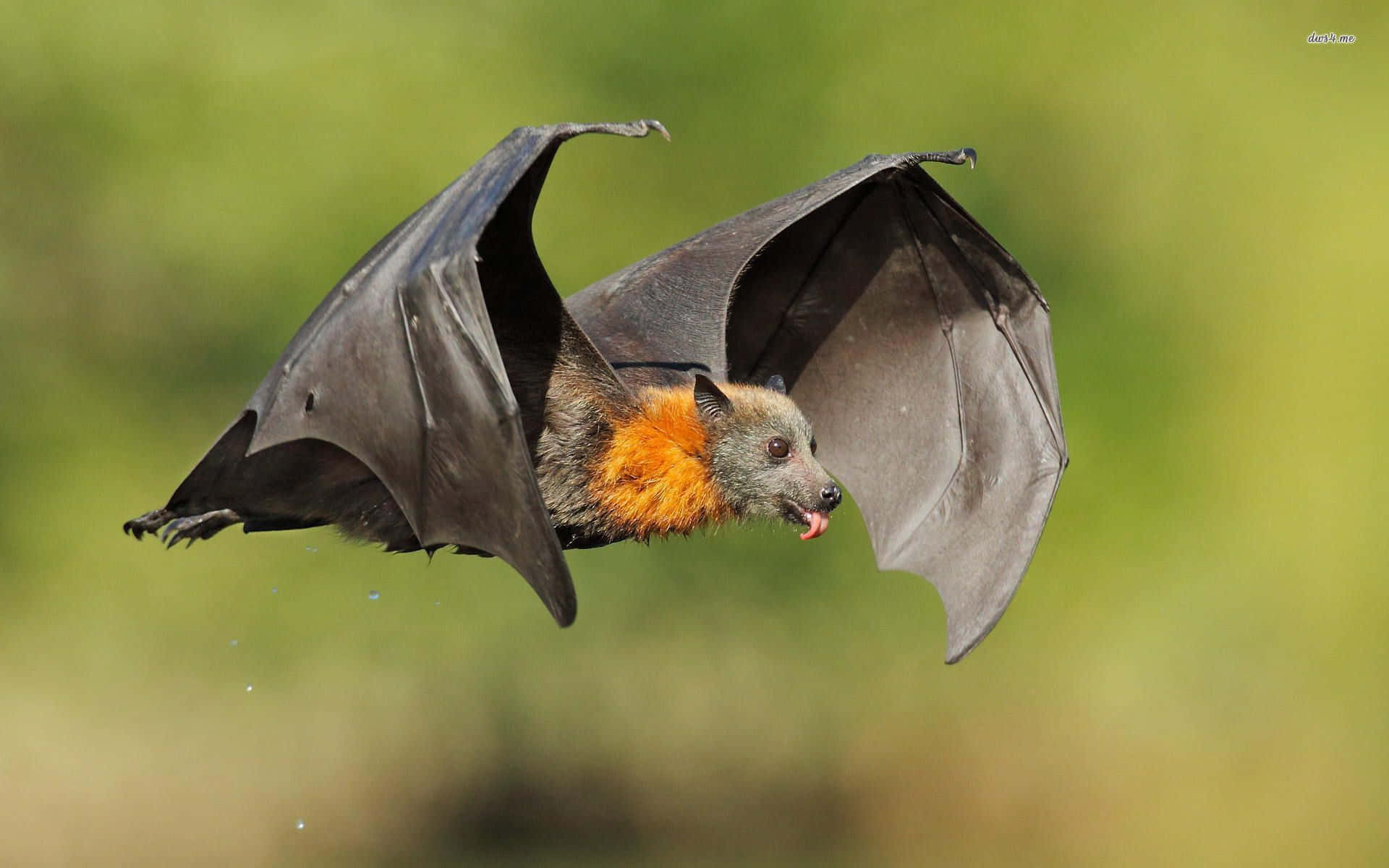 Cute Flying Bat Pictures