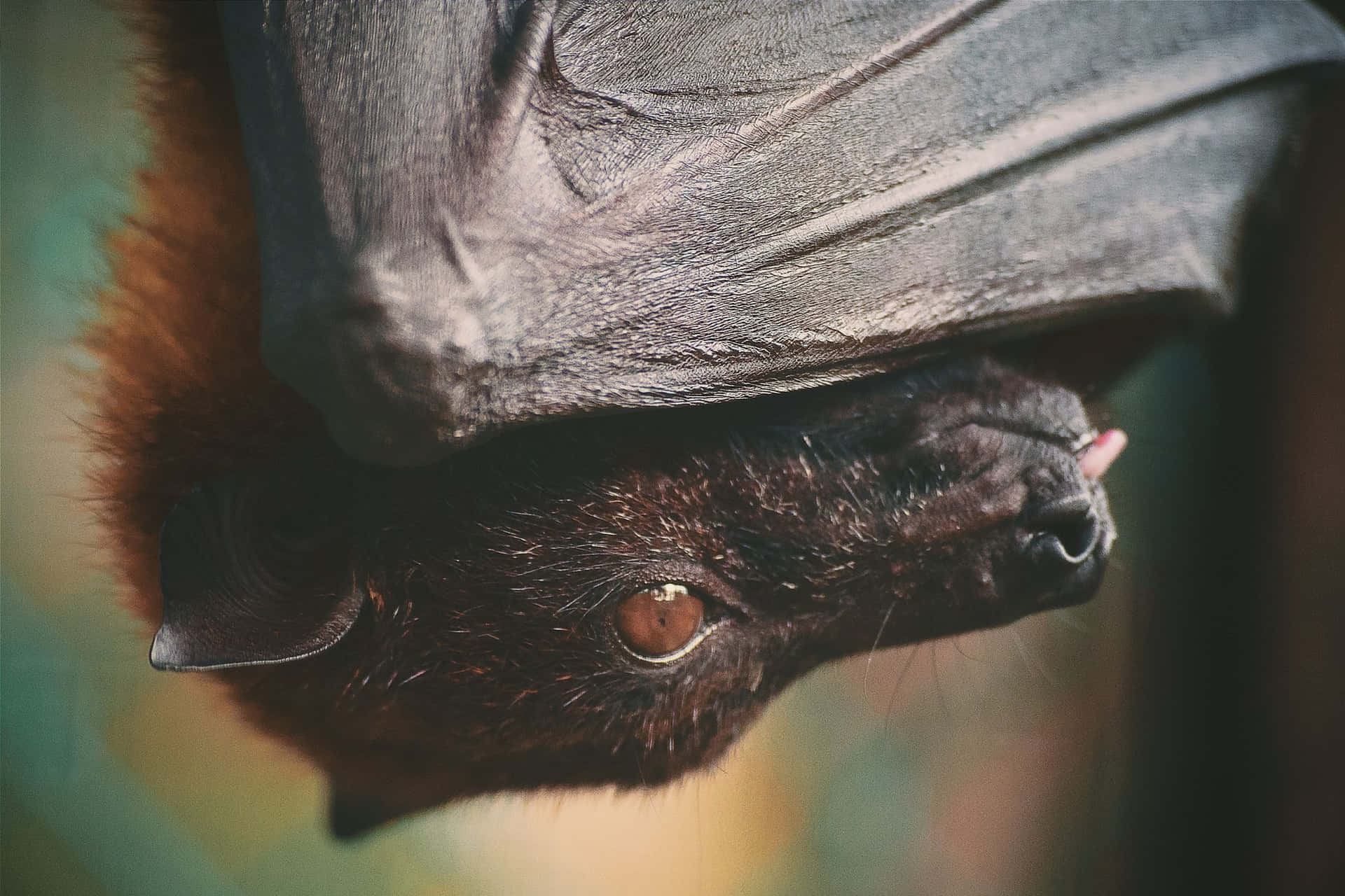 Cute Bat Billeder 2121 X 1414
