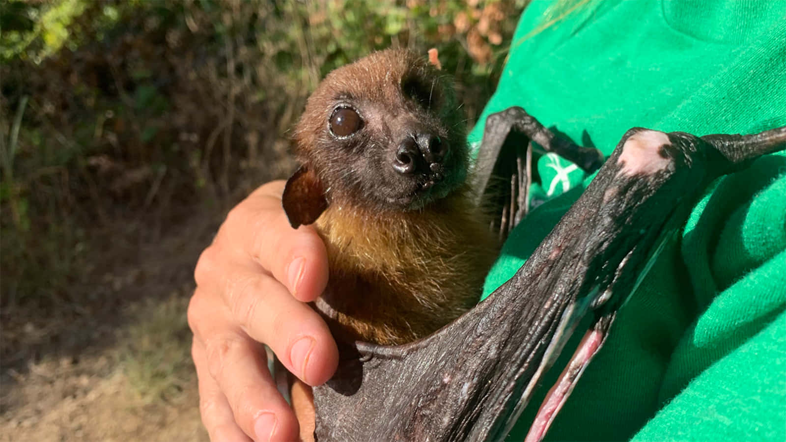 Cute Rescued Bat Pictures