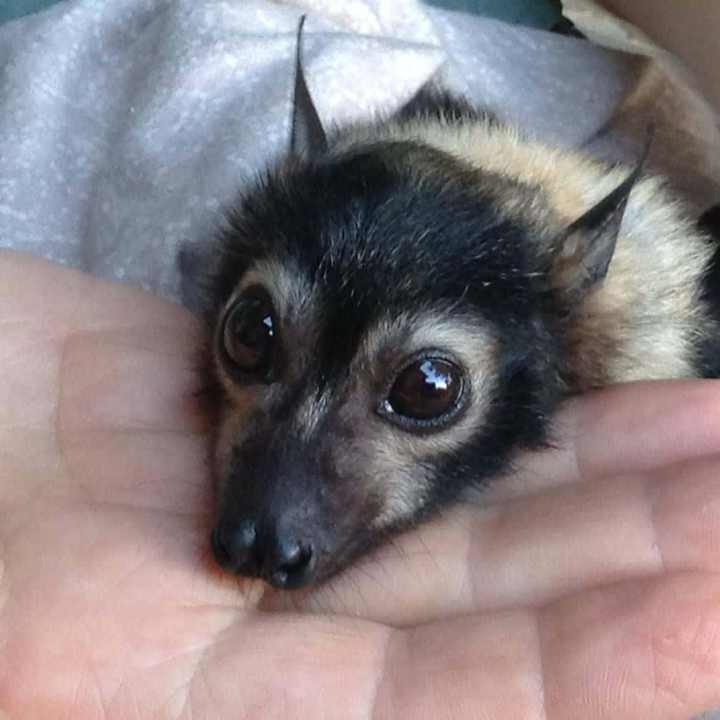 Cute Bat Face Pictures