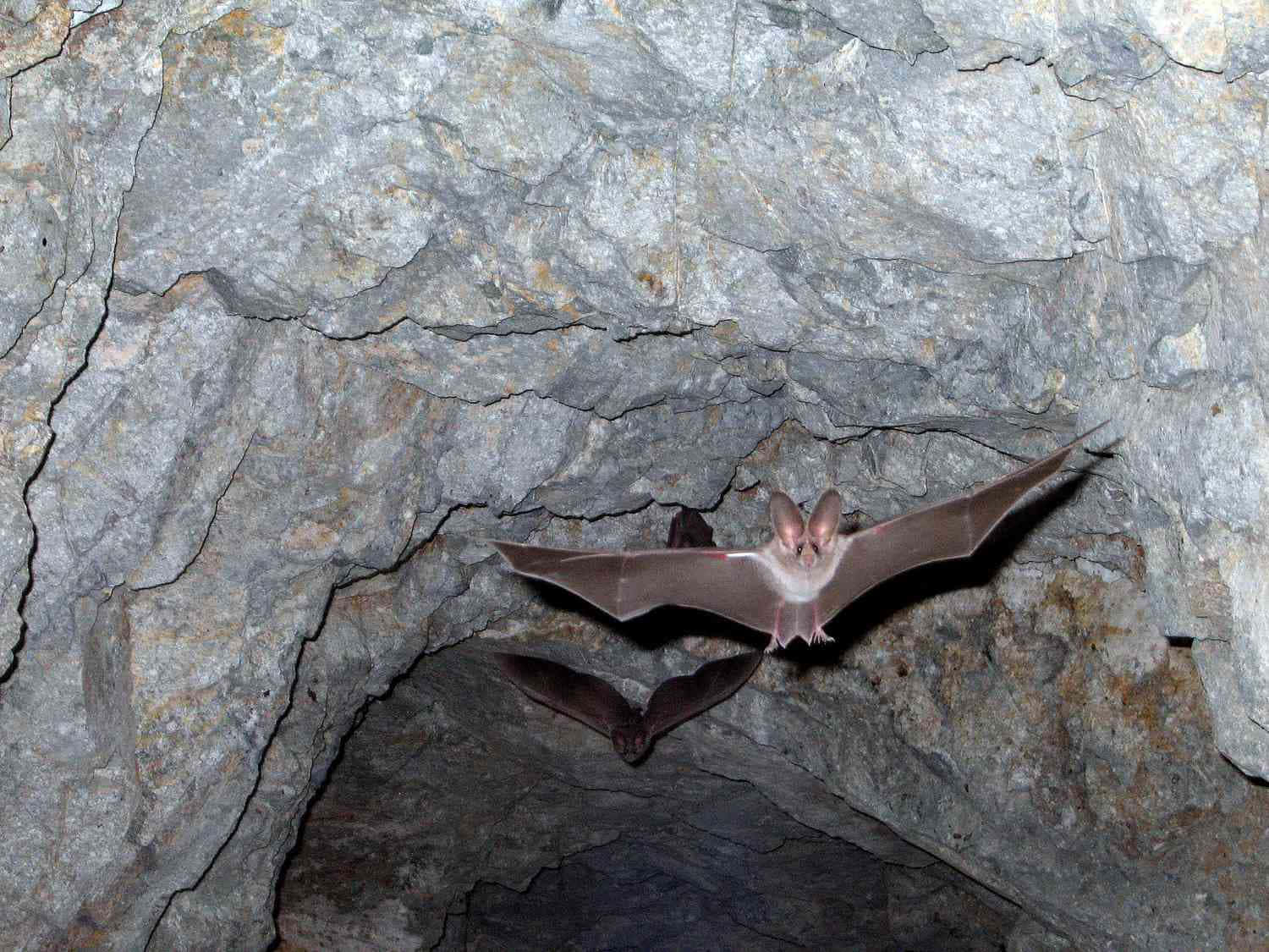 Niedlichefledermaus In Höhle Bilder