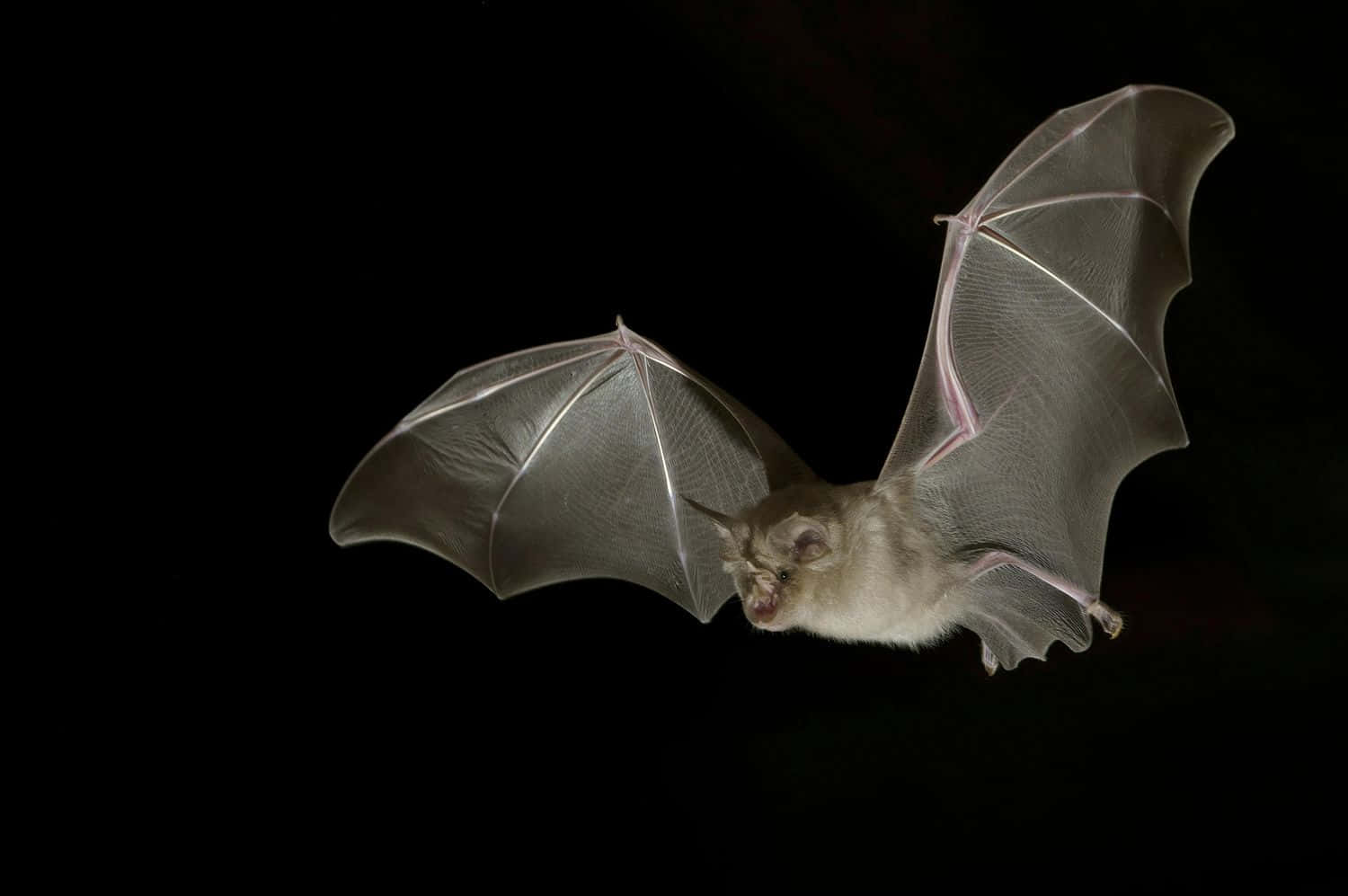 Cute Bat Flies Pictures