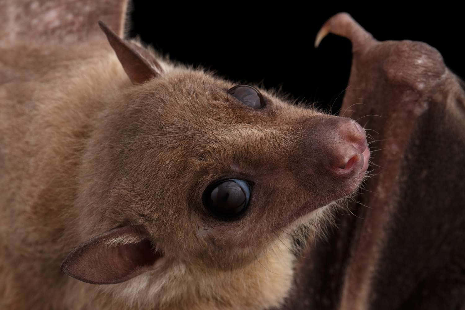 Cute Bat Closeup Pictures