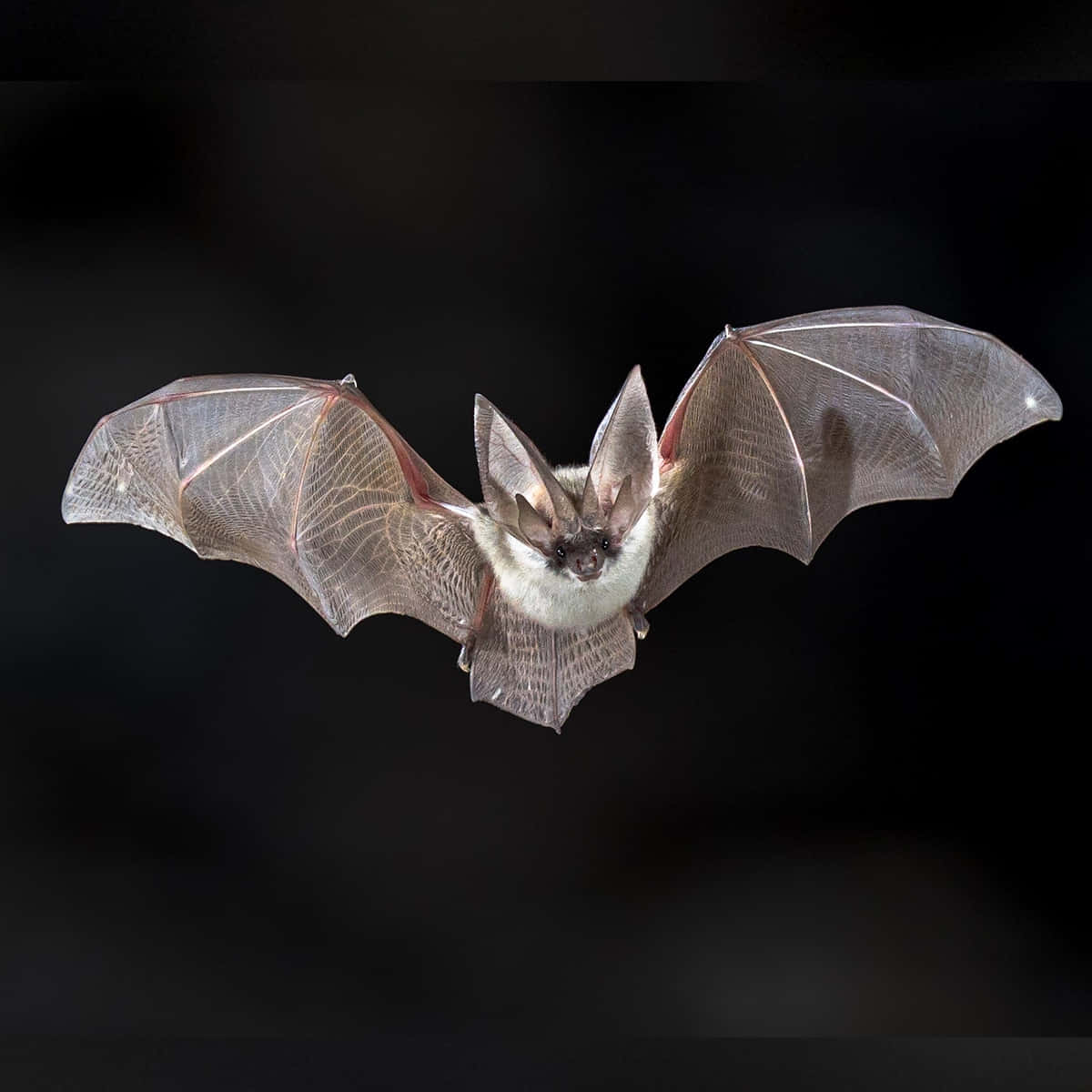 Cute Flying Bat Pictures