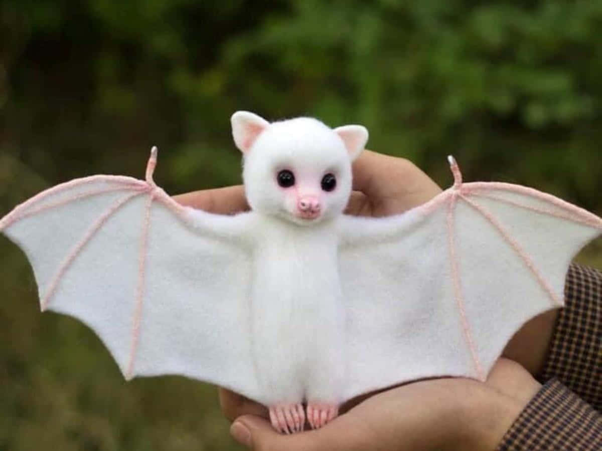 Adorable Bat Hanging Upside Down