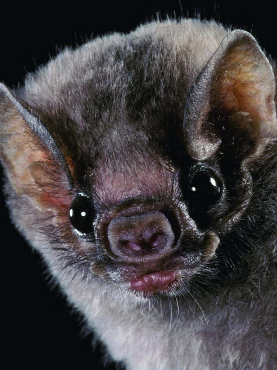 Søde Bat Closeup billeder