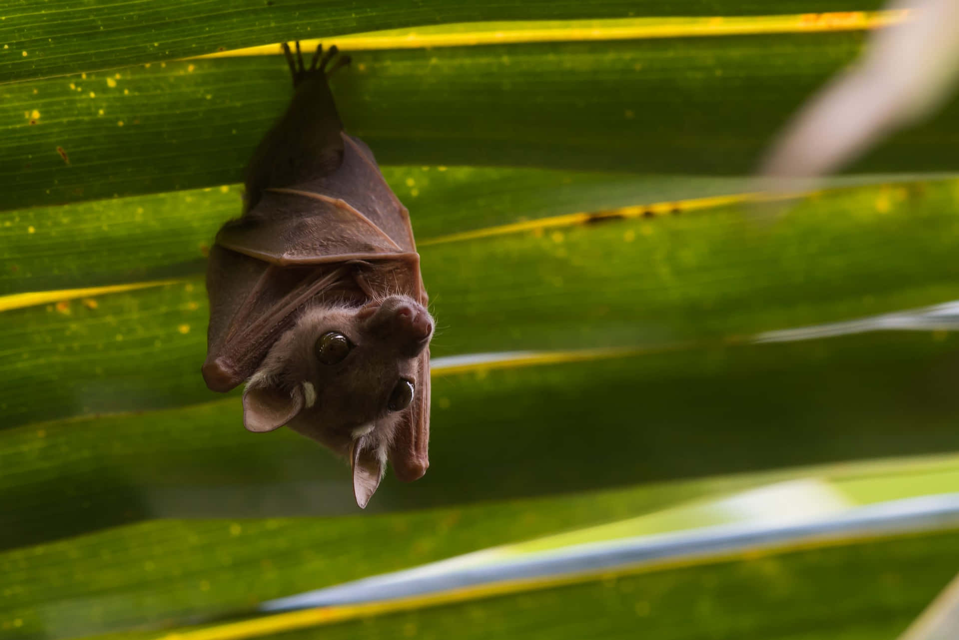 Cute Bat Hanging Pictures