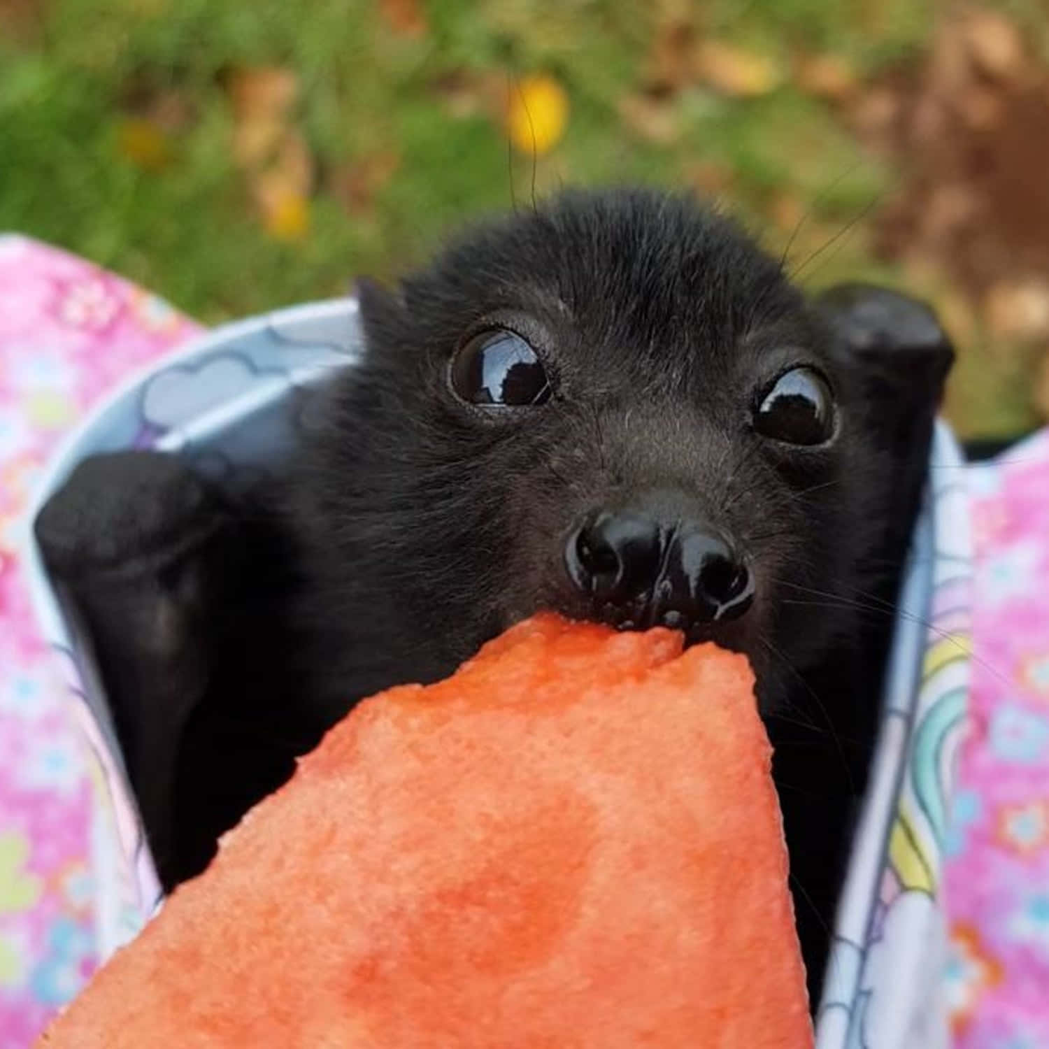 Cute Bat Eating Pictures