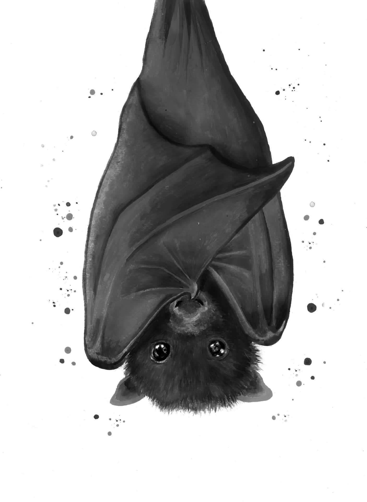 Cute Bat Hanging Pictures