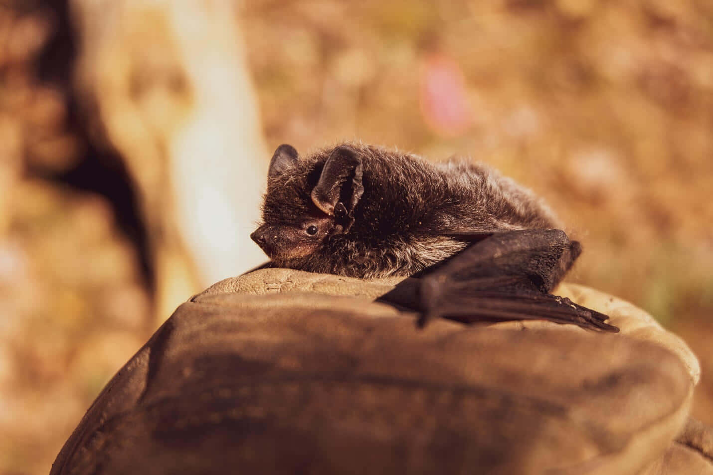 Cute Chill Bat Pictures