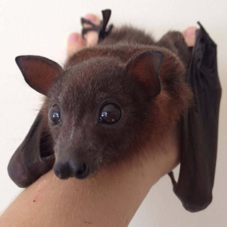 Cute Bat Pet Pictures