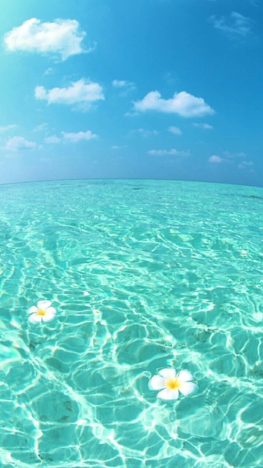 A Clear Blue Ocean With White Flowers Floating In The Water Wallpaper
