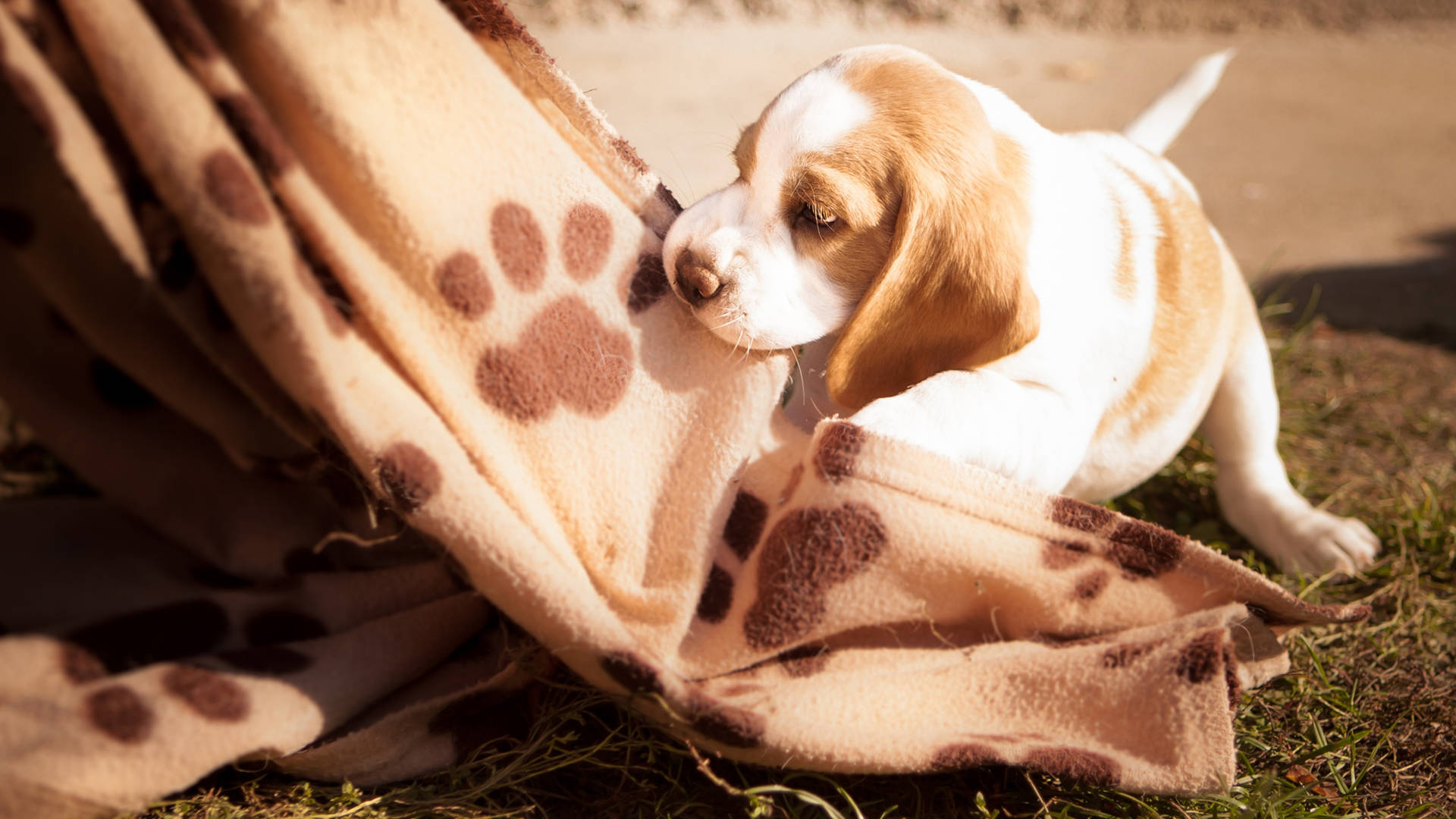 Cute Beagle Dog Biting Blanket Background