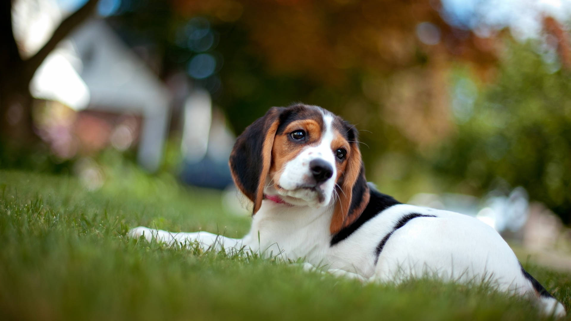 Cute Beagle Dog Relaxing On Grass Background