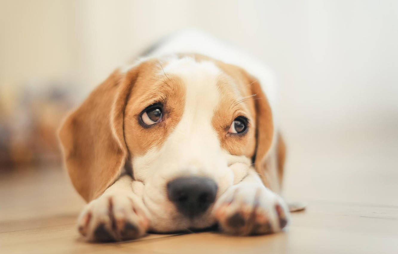 "Expressive Beagle With Sad Eyes" Wallpaper