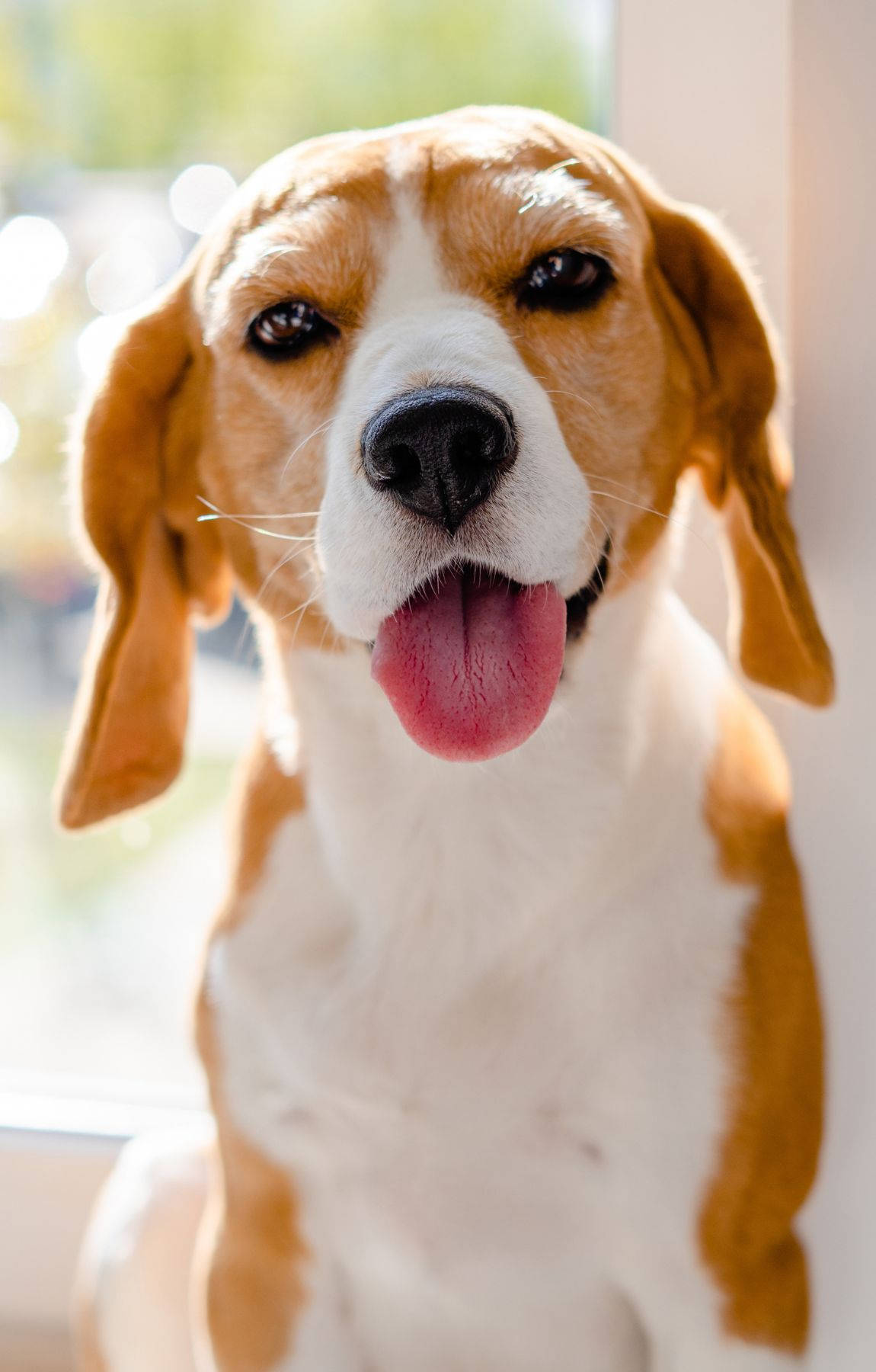 Cute Beagle Dog Tongue Out Wallpaper