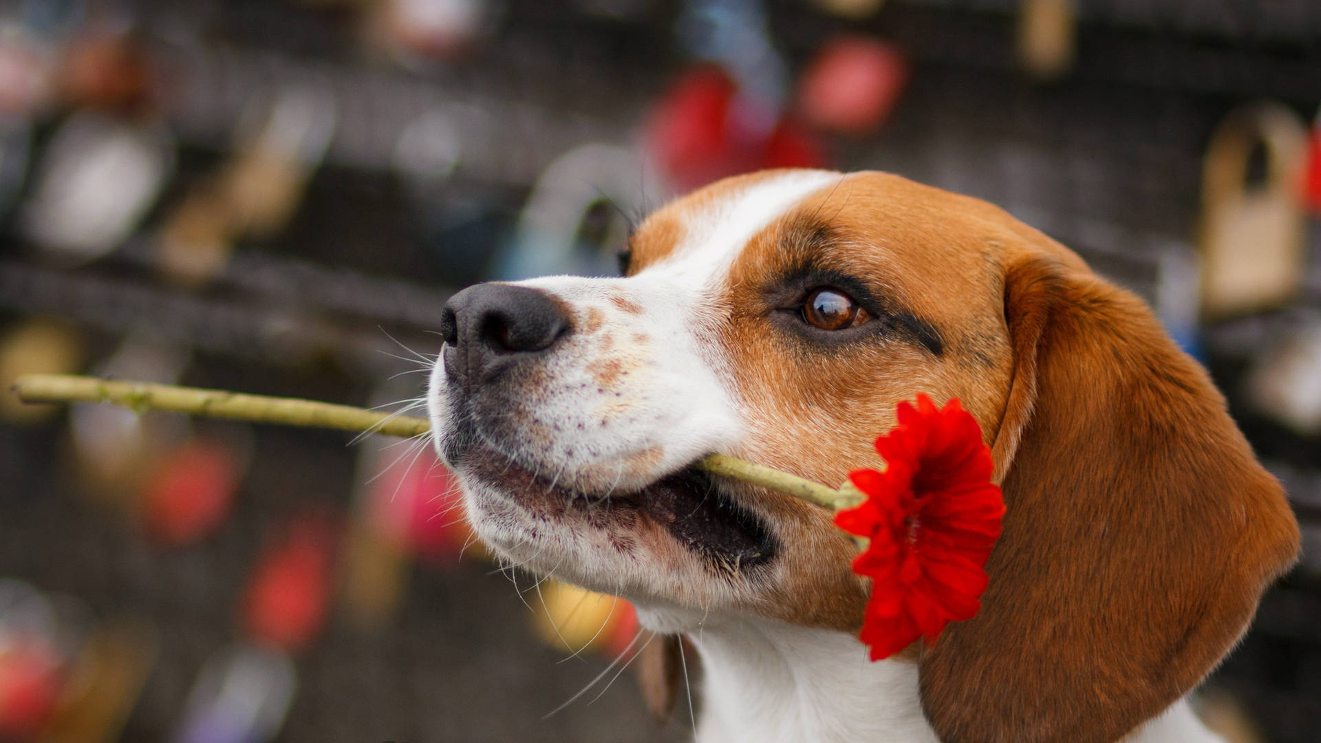 Cute Beagle Dog With Red Flower Background