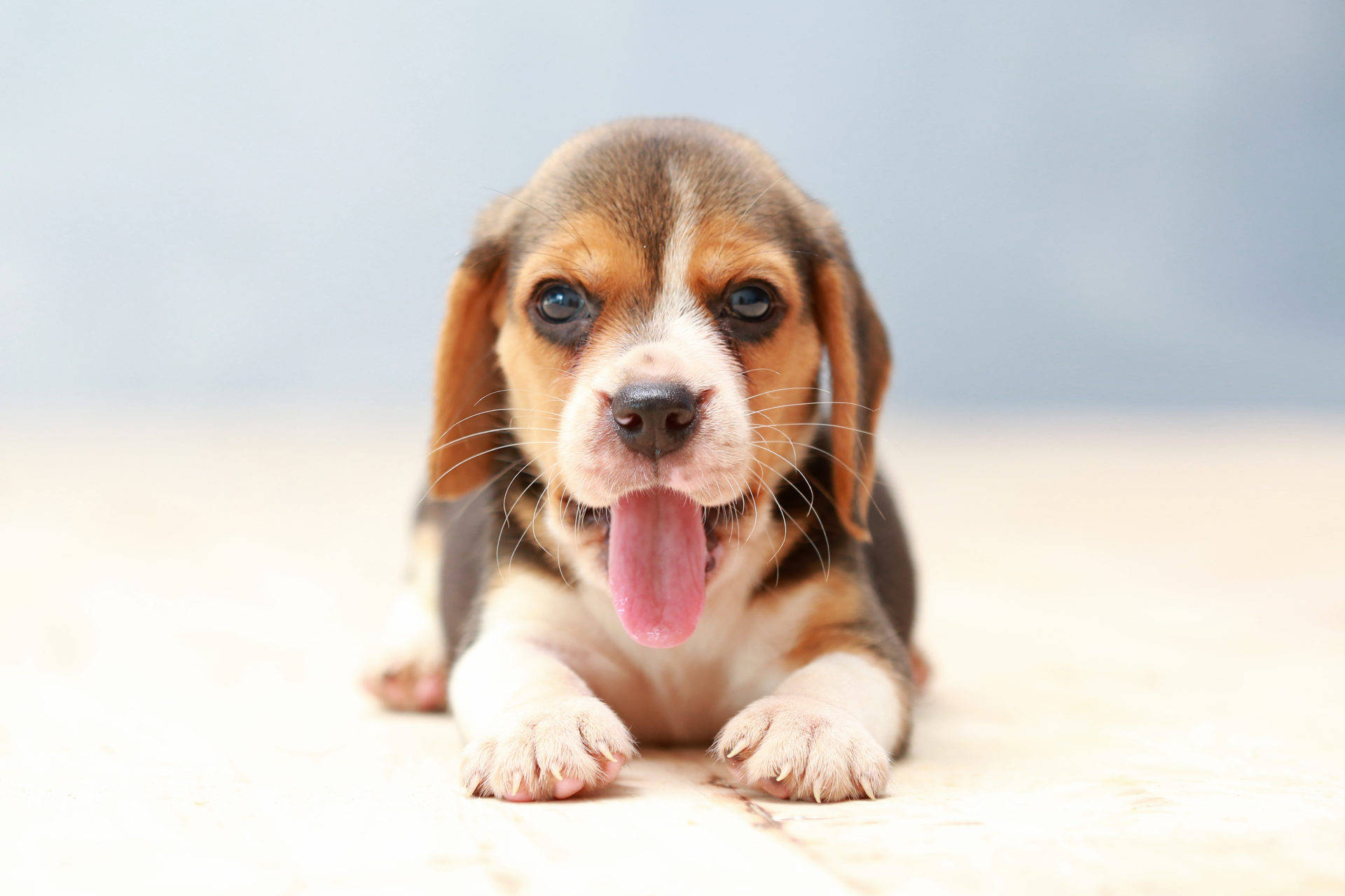 Cute Beagle Dog Yawning Wallpaper