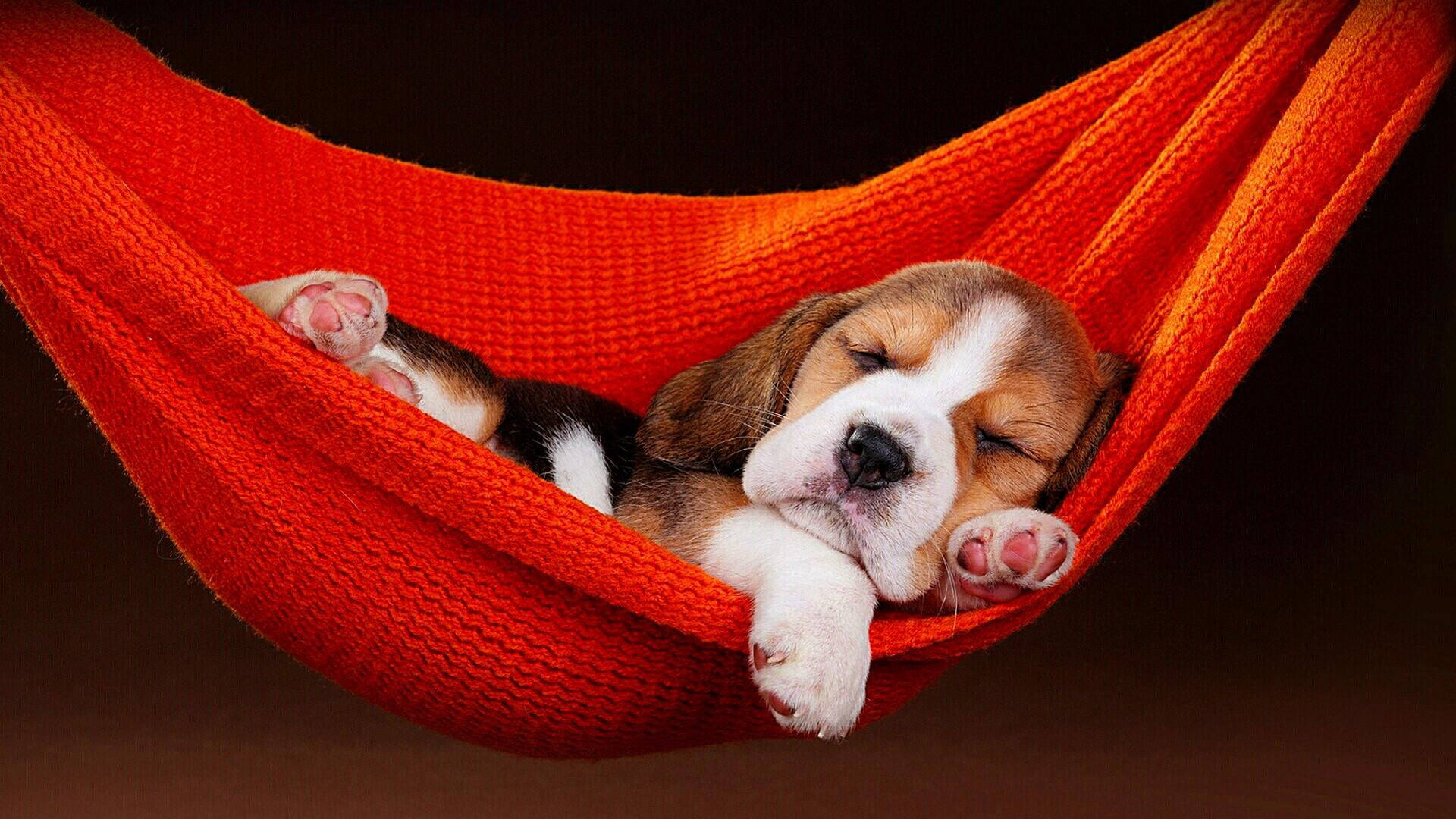 Cute Beagle On Hammock
