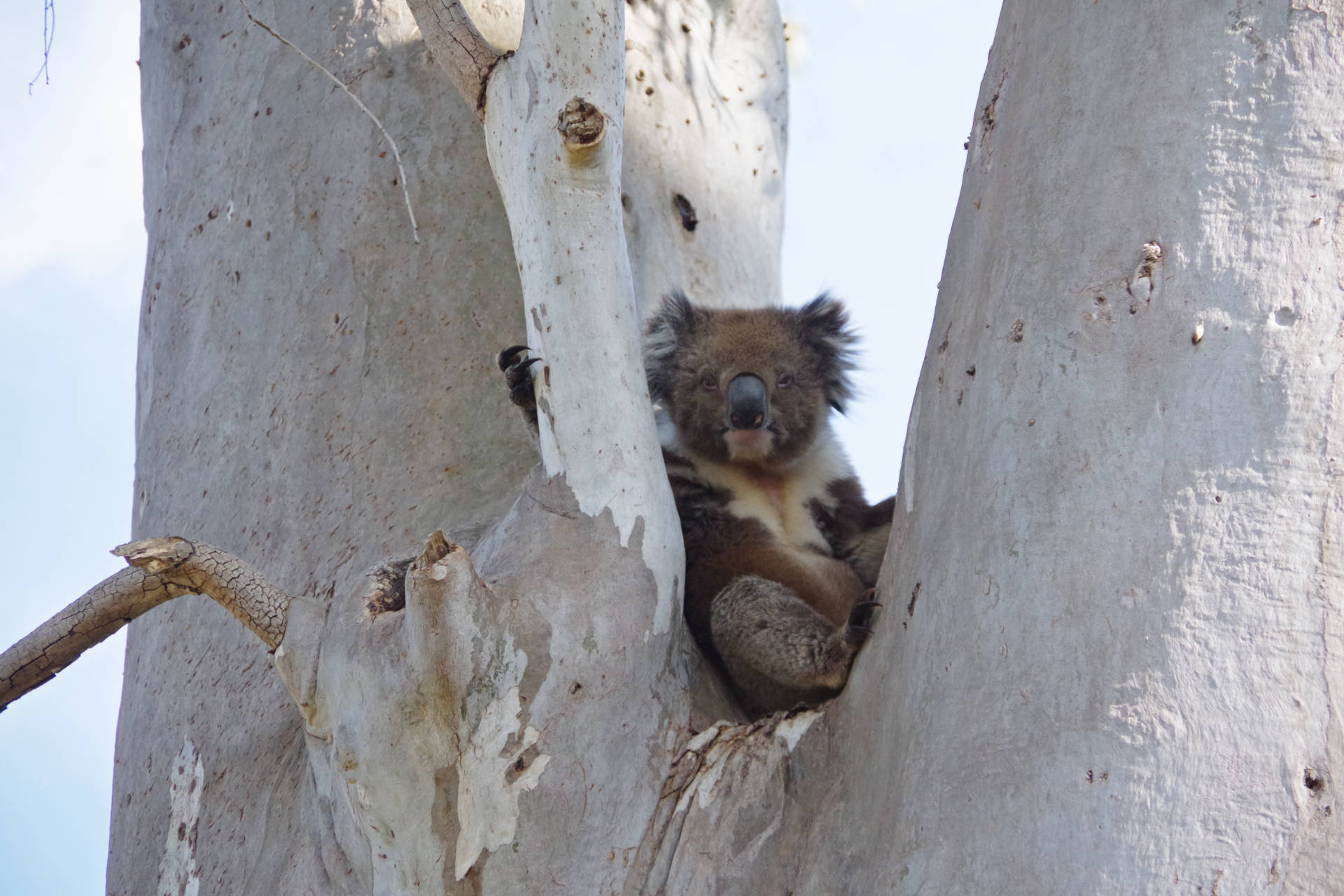 Simpatico Orso Marrone Koala Sfondo