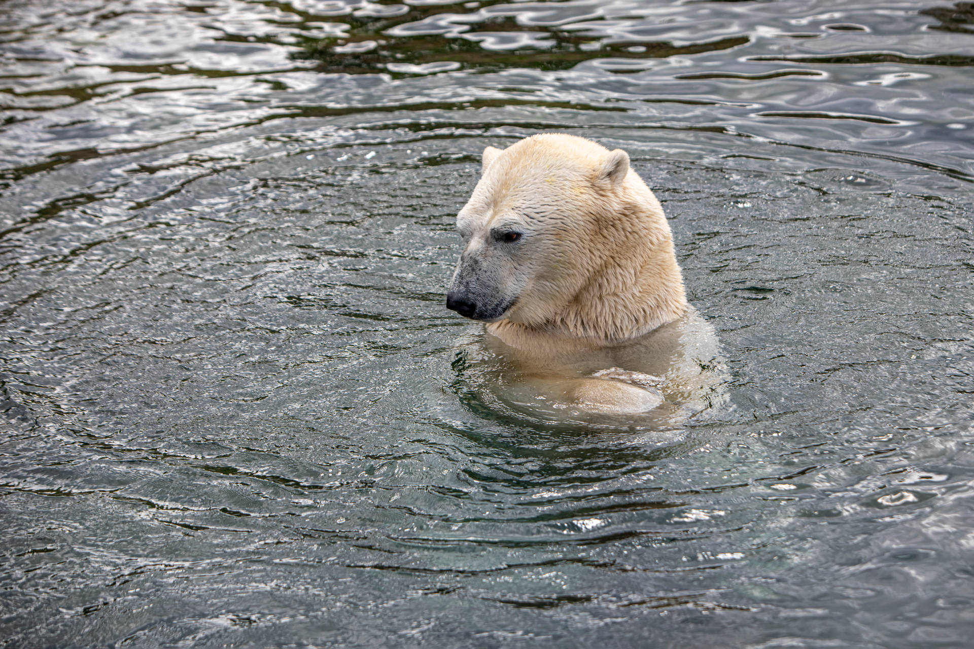 Cute Bear Dipping On Water Wallpaper