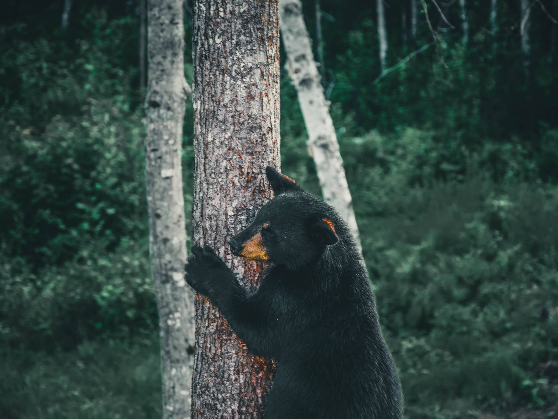 Cute Bear On Tree Trunk Wallpaper