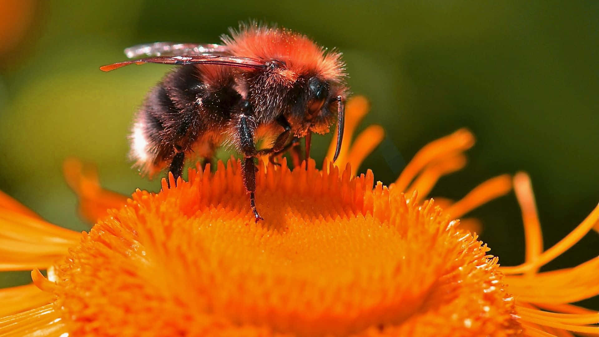 Cute Bee Perching On Orange Flower Picture