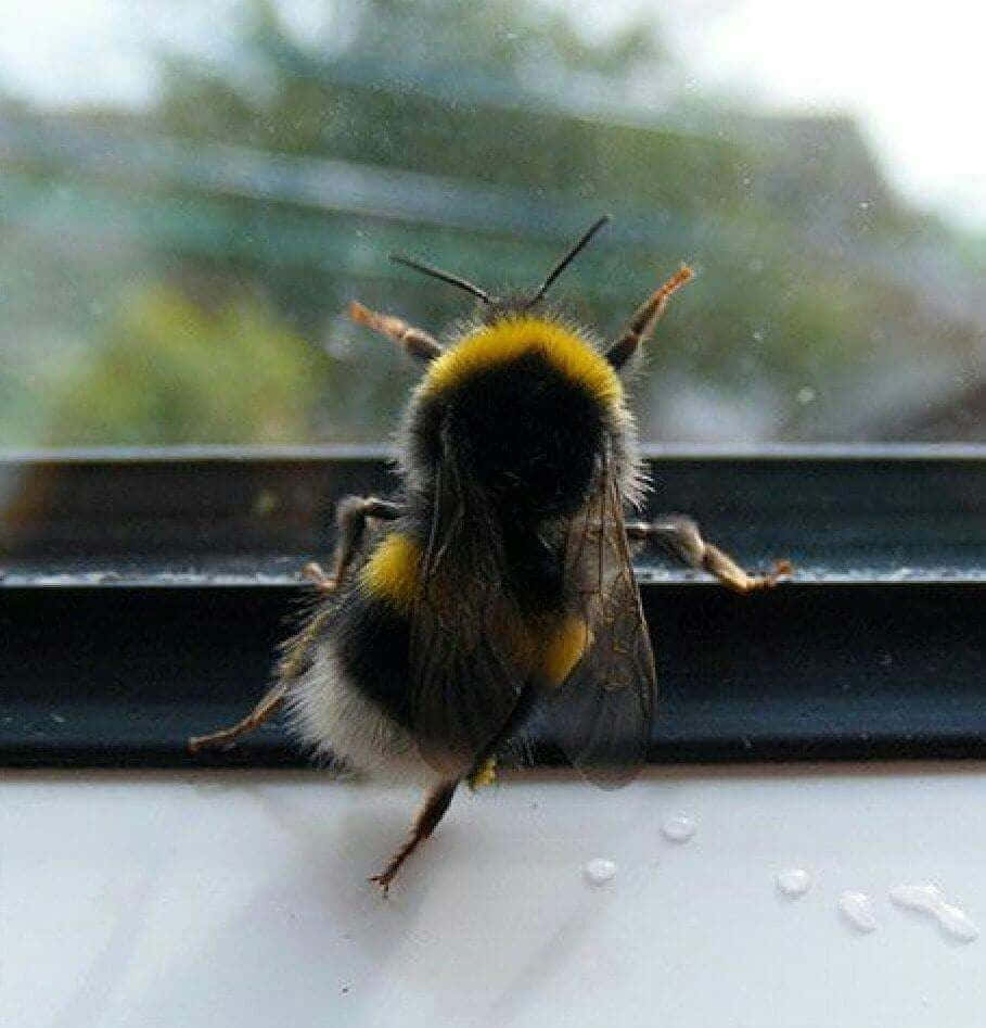 Cute Bee Billeder 909 X 947