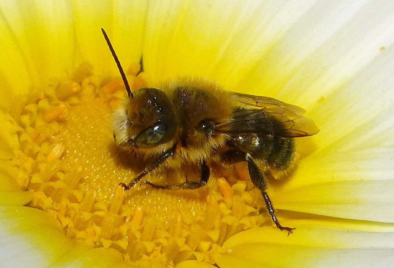 Cute Bee Resting On Sunflower Picture