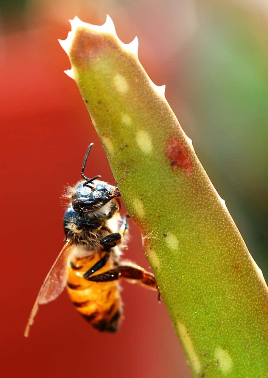 Cute Bee Clinging To Aloe Vera Picture
